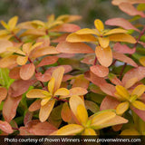 Golden Rule&reg; St. John's Wort