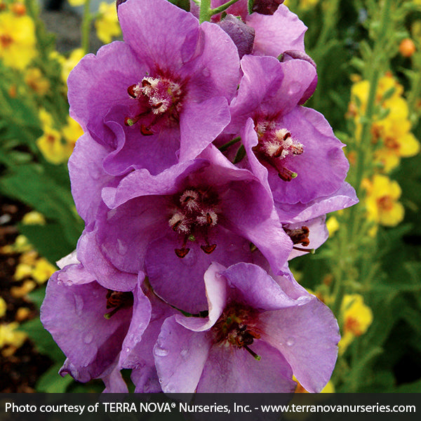 Verbascum Sugar Plum