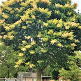 Ivory Silk Lilac Tree