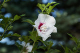 First Editions&reg; Bali&trade; Rose of Sharon