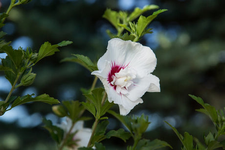 First Editions&reg; Bali&trade; Rose of Sharon