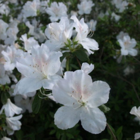 Treasure Azalea