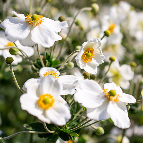 Honorine Jobert Anemone