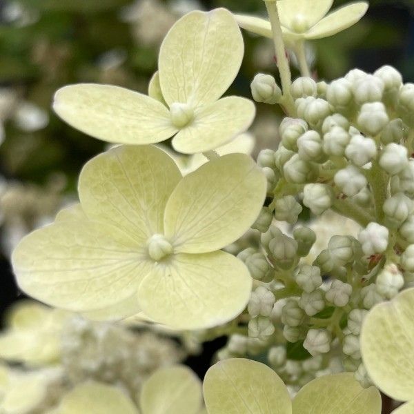 Torch&trade; Panicle Hydrangea