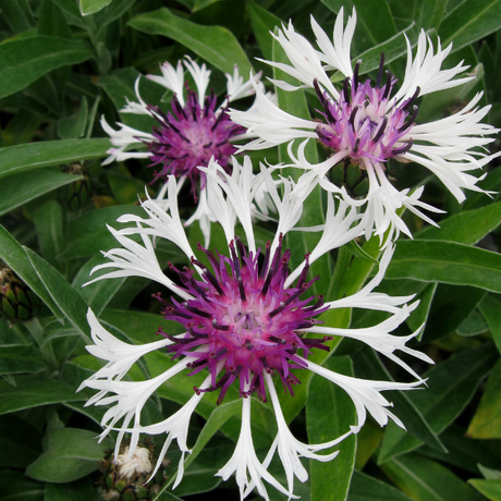 Amethyst Snow Mountain Bluet