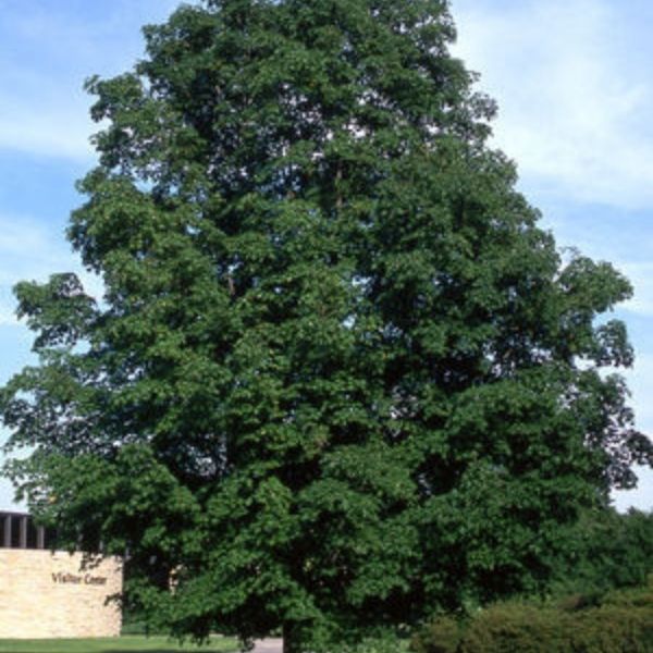 Green Mountain&reg; Sugar Maple