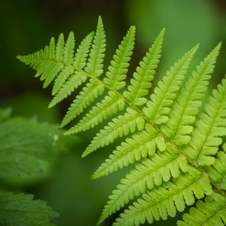 Detail view of Beautiful Wood Fern (Dryopteris pulcherrima) showing plant structure and foliage.