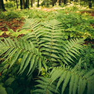 Beautiful Wood Fern (Dryopteris pulcherrima), a perennial featuring perennial and arching, dense form.