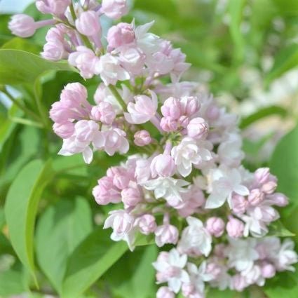 Beauty of Moscow Lilac