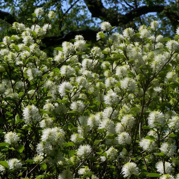 Beaver Creek Fothergilla