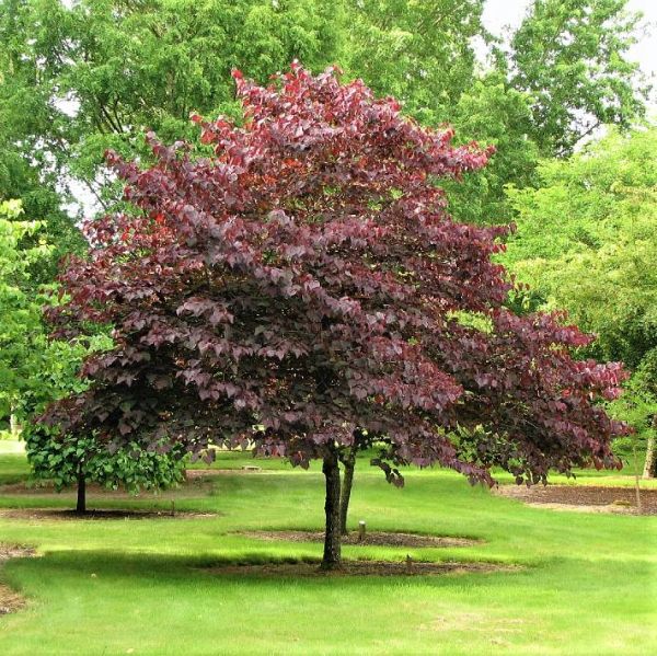 Forest Pansy Redbud