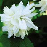 Buckleys Quill Mock Orange