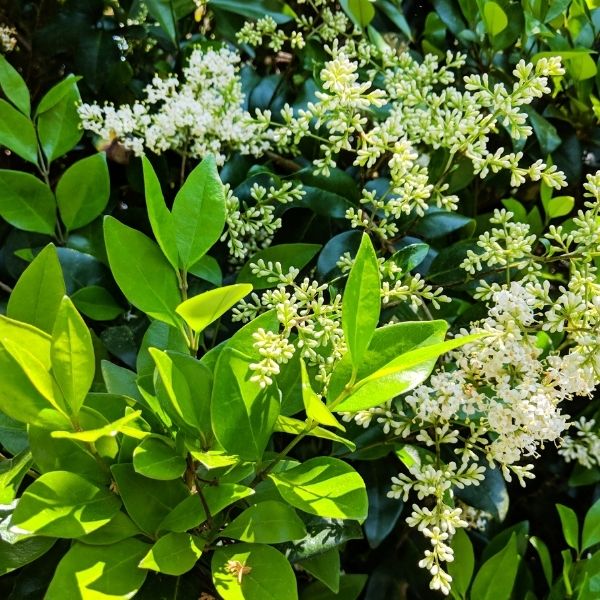 Amur North River Privet