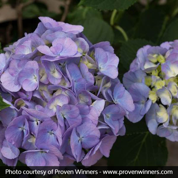 Cityline&reg; Berlin Bigleaf Hydrangea