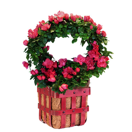 Merry & Bright Red Azalea Wreath