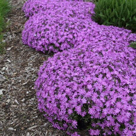 Bedazzled Pink Hybrid Spring Phlox - Perennial - Nature Hills Nursery - 1 Container - 