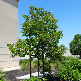 Oklahoma Redbud Tree