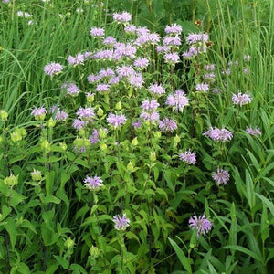 Bee Balm - Nature Hills Nursery - #1 Container - 