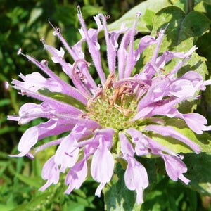 Bee Balm - Nature Hills Nursery - #1 Container - 