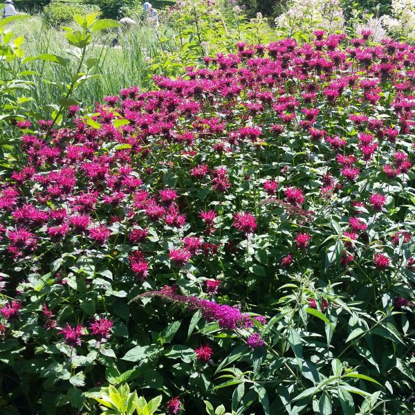 Poma Raspberry Wine Raspberry Wine Bee Balm | Buy at NatureHills.com