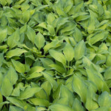 Gold Standard Hosta