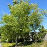 Lacebark Elm