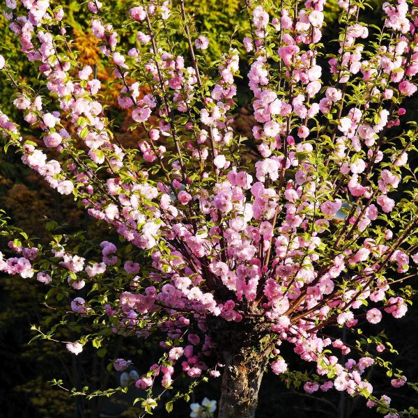 Dwarf Pink Flowering Almond