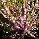 Dwarf Pink Flowering Almond