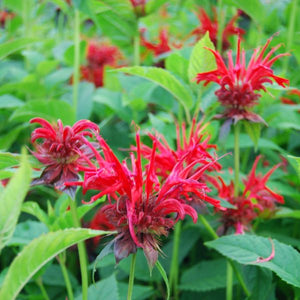 Jacob Cline Bee Balm (Monarda didyma 'Jacob Cline'), a perennial featuring red flowers and perennial.