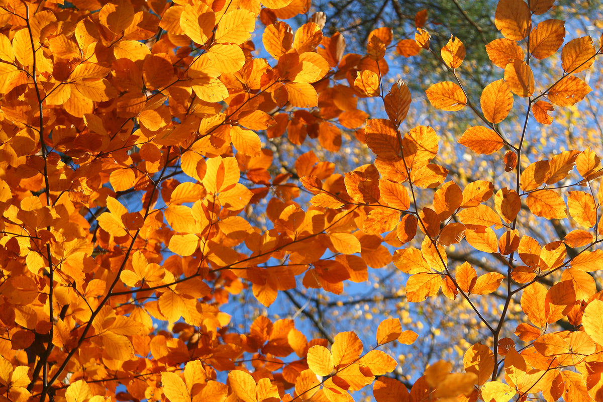 Vibrant golden orange beech tree leaves glowing against a clear blue autumn sky.