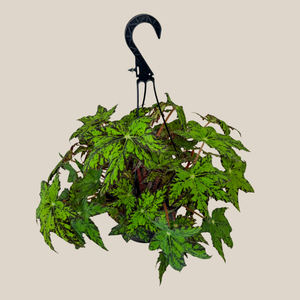 Begonia Rex-Cultorum 'Geometry' in an 8 inch hanging basket, view 2