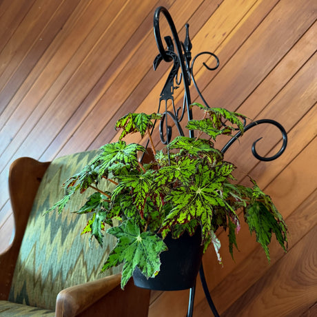 Begonia Rex-Cultorum 'Geometry' in an 8 inch hanging basket