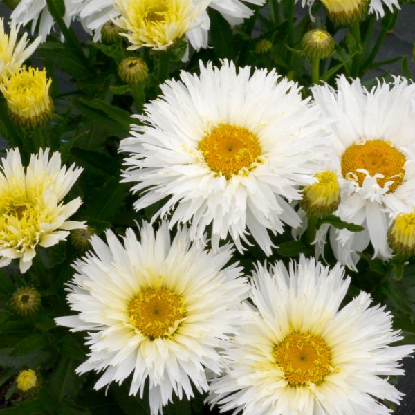 Belgian Lace Dwarf Shasta Daisy - Nature Hills Nursery - #1 Container - 