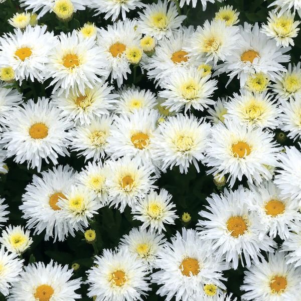 Belgian Lace Dwarf Shasta Daisy - Nature Hills Nursery - #1 Container - 