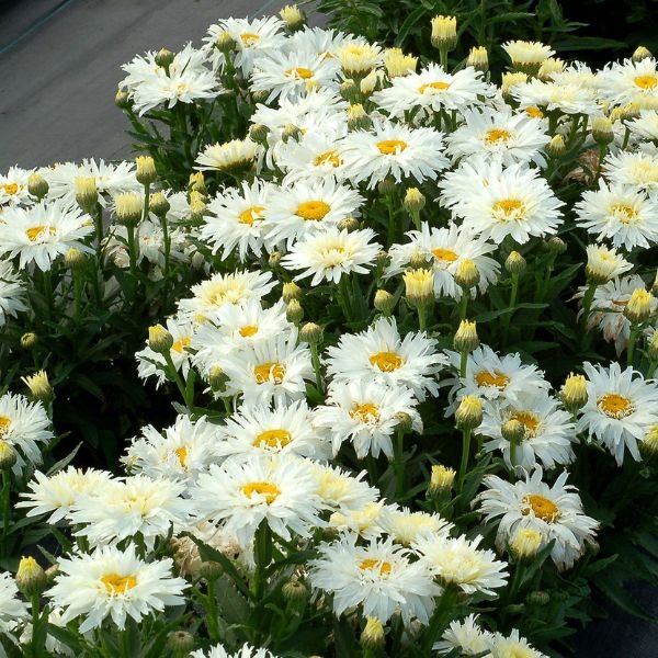 Belgian Lace Dwarf Shasta Daisy - Nature Hills Nursery - #1 Container - 