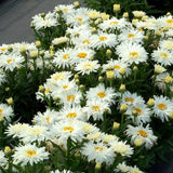 Belgian Lace Dwarf Shasta Daisy - Nature Hills Nursery - #1 Container - 