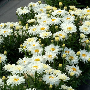 Belgian Lace Dwarf Shasta Daisy - Nature Hills Nursery - #1 Container - 