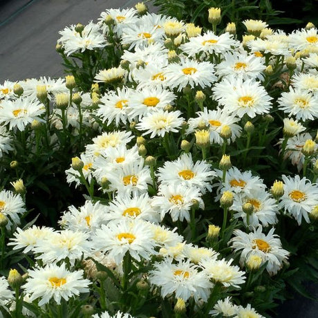 Belgian Lace Dwarf Shasta Daisy - Nature Hills Nursery - #1 Container - 