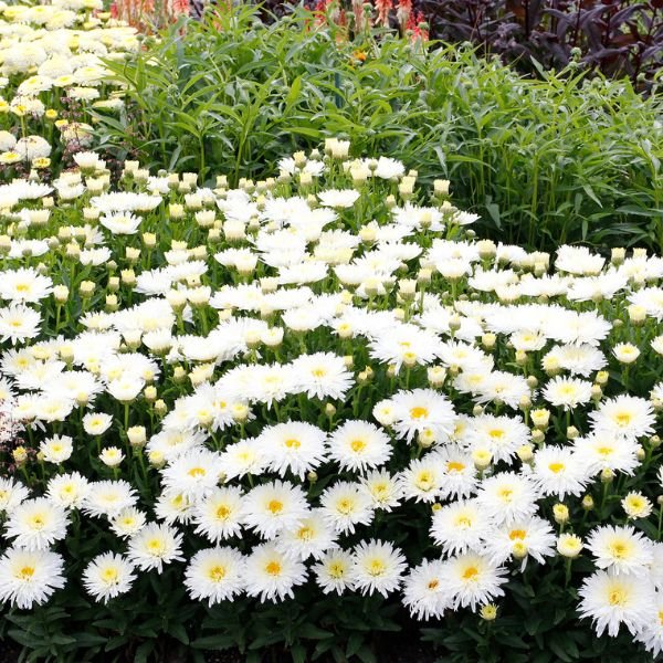 Belgian Lace Dwarf Shasta Daisy - Nature Hills Nursery - #1 Container - 