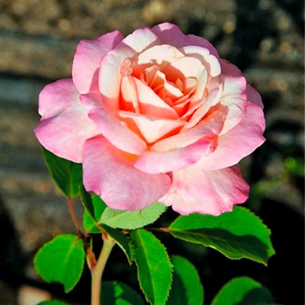 Belinda's Blush&trade; Shrub Rose - Nature Hills Nursery - #2 Container - 