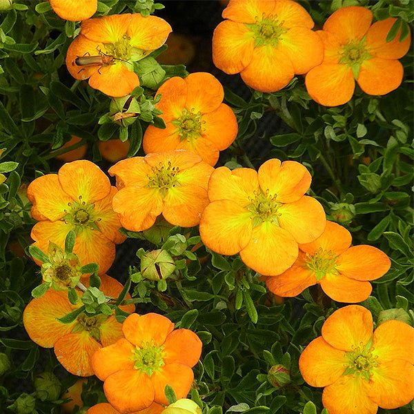 Bella Sol&trade; Potentilla - Nature Hills Nursery - #3 Container - 