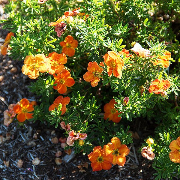 Bella Sol&trade; Potentilla - Nature Hills Nursery - #3 Container - 