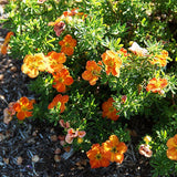 Bella Sol&trade; Potentilla - Nature Hills Nursery - #3 Container - 