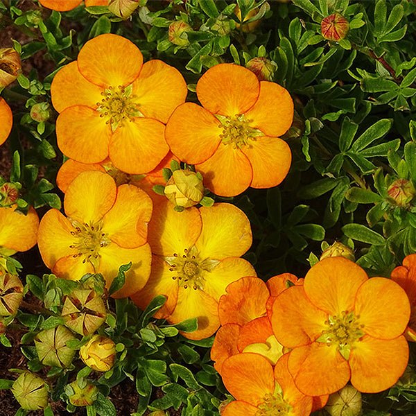 Bella Sol&trade; Potentilla - Nature Hills Nursery - #3 Container - 