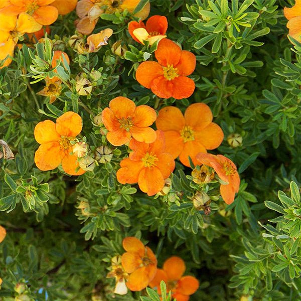 Bella Sol&trade; Potentilla - Nature Hills Nursery - #3 Container - 