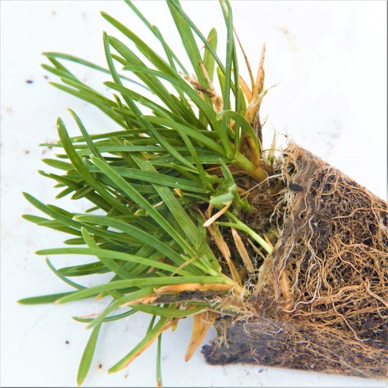Bella&trade; Bluegrass Grass Plugs - Nature Hills Nursery - 70 Plug Tray - 