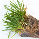 Bella&trade; Bluegrass Grass Plugs - Nature Hills Nursery - 70 Plug Tray - 