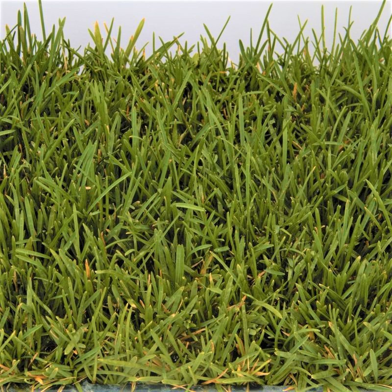 Bella&trade; Bluegrass Grass Plugs - Nature Hills Nursery - 70 Plug Tray - 