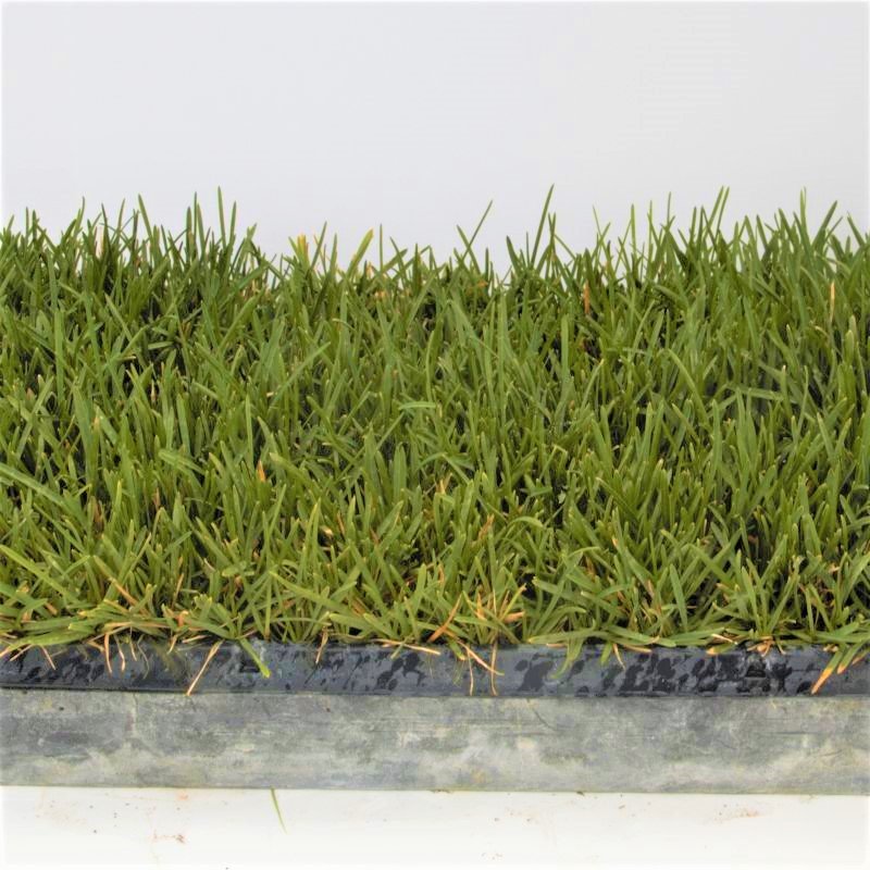 Bella&trade; Bluegrass Grass Plugs - Nature Hills Nursery - 70 Plug Tray - 
