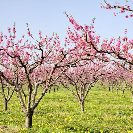 Close-up of pink prunus flowers on Belle of Georgia Peach Tree blooming in early spring.